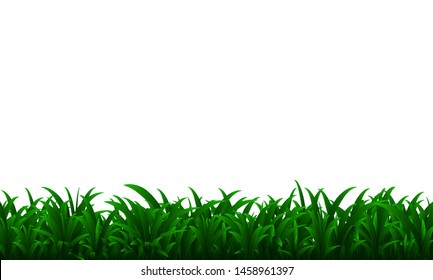  Grass isolated on white background.