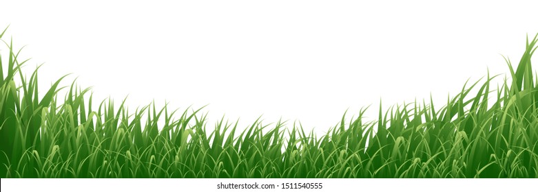 Grass isolated on white background.