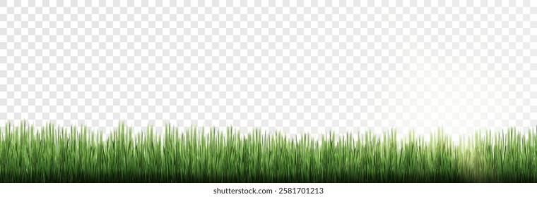 Grass, lawn, grass border isolated on transparent background, vector png. Realistic grass effect on a light background for your design.