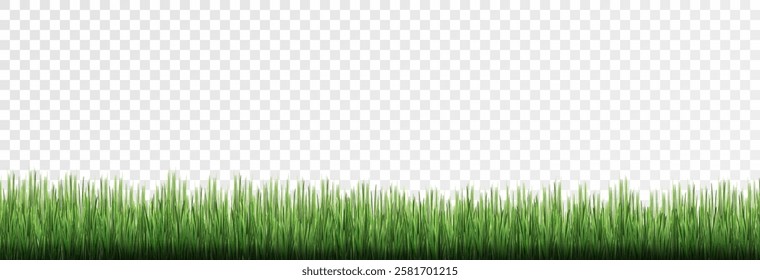 Grass, lawn, grass border isolated on transparent background, vector png. Realistic grass effect on a light background for your design.