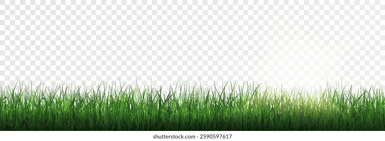 Grass, lawn, grass border isolated on transparent background, vector png. Realistic grass effect on a light background for your design.