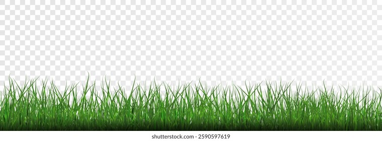 Grass, lawn, grass border isolated on transparent background, vector png. Realistic grass effect on a light background for your design.