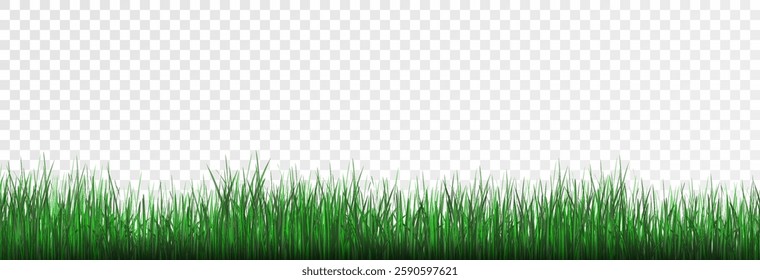 Grass, lawn, grass border isolated on transparent background, vector png. Realistic grass effect on a light background for your design.