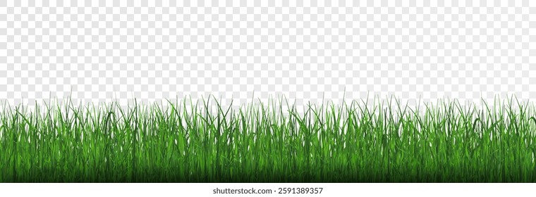 Grass, lawn, grass border isolated on transparent background, vector png. Realistic grass effect on a light background for your design.