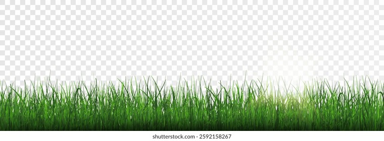 Grass, lawn, grass border isolated on transparent background, vector png. Realistic grass effect on a light background for your design.