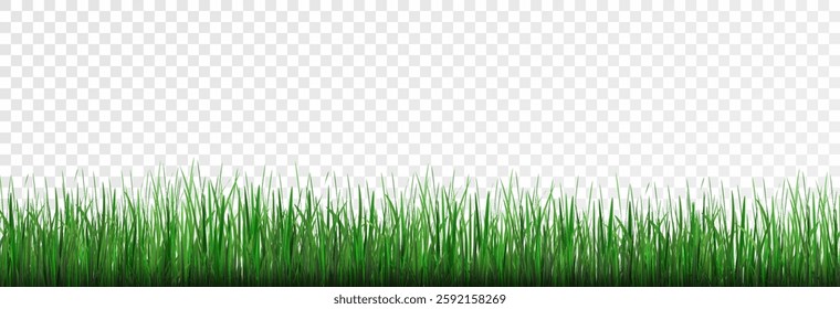 Grass, lawn, grass border isolated on transparent background, vector png. Realistic grass effect on a light background for your design.