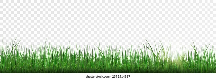 Grass, lawn, grass border isolated on transparent background, vector png. Realistic grass effect on a light background for your design.