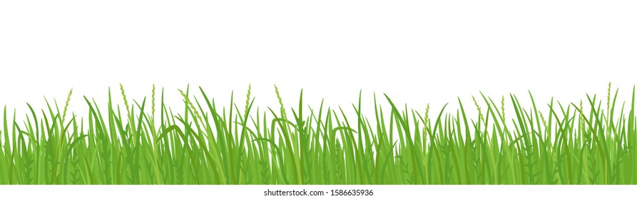 Grass lawn vector background. Green field borders. Design element, frame green grass.