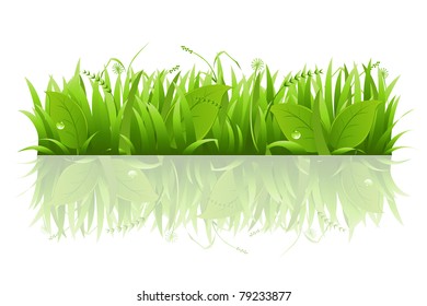 Grass And Leafs, Isolated On White Background, Vector Illustration