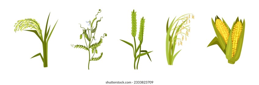 Grass Legume and Cereal Crops as Agricultural Plant Vector Set