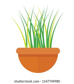 
A grass like leafy plant in a pot characterizing ornamental grass 

