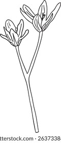 Grass lily flower outline hand-drawn illustration in minimalist style. Line art botanical sketch, doodle. Great for wedding decor, invitation, happy birthday cards, textile design, colouring books