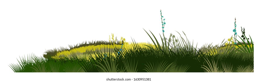 Grass, meadow. Vector. Juicy summer herbs on a transparent background. Isolated object.