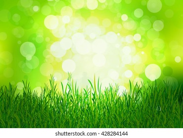 grass on a background of green beech
