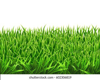 Grass on a meadow, realistic vector. Foreground for nature illustration. Each row of grass in a separate layer. Gradient mesh tool.