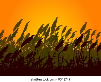 Grass On Sunset