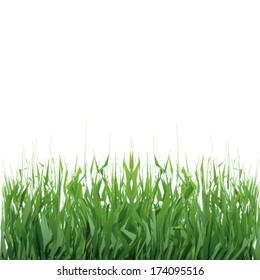 Grass on white background