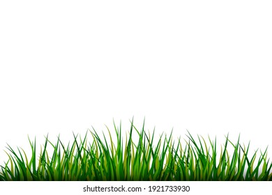 Gras auf weißem Hintergrund. Naturgrafik. Vektormuster. Stockbild.