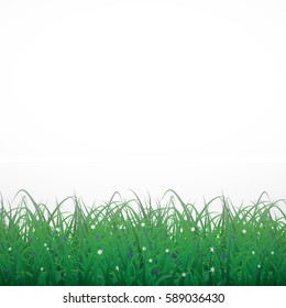 Grass on a white shining background with flowers