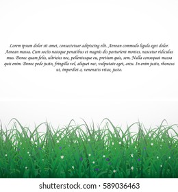 Grass on a white shining background with flowers. With text