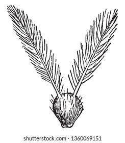 Grass pistils are shown in this frame. Arrhenatherum is usually oatgrass or button- grass, vintage line drawing or engraving illustration.