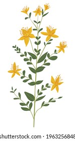 Grass plant bushes with lush leaves, foliage and flourishing. Isolated wildflower blossom of shrubs, wild botany on meadow or rural field. Countryside or grassland blooming. Vector in flat style