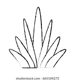 grass plant isolated