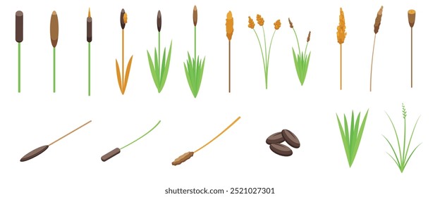 Grass reed icons set. Set of cattail plants growing in different stages