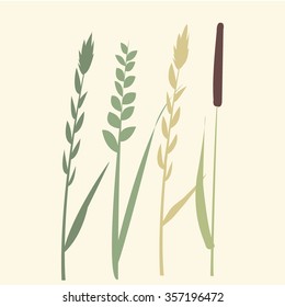 grass and reed. Isolated illustration in vector format