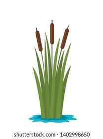 Grass reed in the water of the pond. flat vector illustration isolated on white background