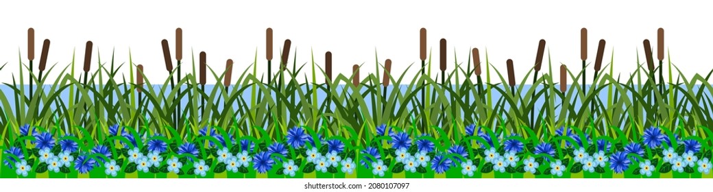 Grass reeds, riversidegrassland landscape, blue flowers. Seamless repeat pattern, green summer lawn, coastline of pond or lake. Isolated on white background. Vector illustration.