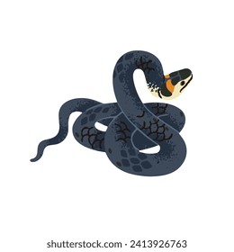 Grass or ringed snake, natrix. Serpent with black scale on body and yellow spots on head. European forest fauna, terrarium pet, crawling animal. Flat isolated vector illustration on white background