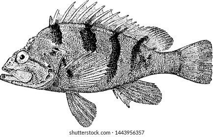 Grass Rockfish, vintage engraved illustration.