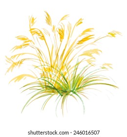 Grass with seeds. Watercolor.