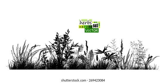 Grass silhouette background. Vector