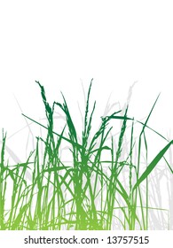 Grass silhouette green, summer background
