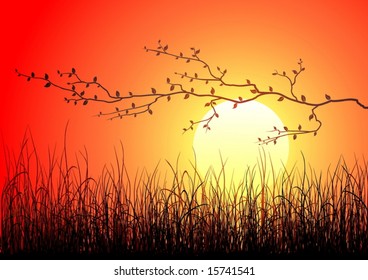 Grass silhouette over magic sunset - vector