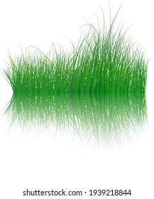 Grass Silhouettes Color Background With Transparent Reflection In Water. Elegant Cute And Smooth Grass In Water Design. Vector Illustration With Transparency.