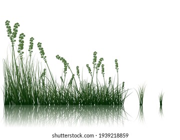 Vector Grass Silhouettes Background Set All Stock Vector (Royalty Free ...