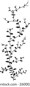 Grass silhouettes. swirl grass. vines