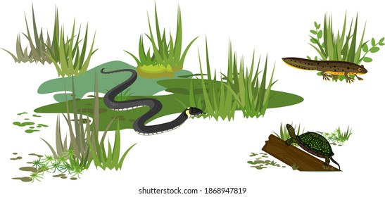 Grasschlange oder Natrix natrix, Europäische Teichschildkröte (Emys orbicularis) und Newein in Sumpfbiotope einzeln auf weißem Hintergrund