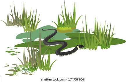 Grass snake or Natrix natrix in swamp biotope