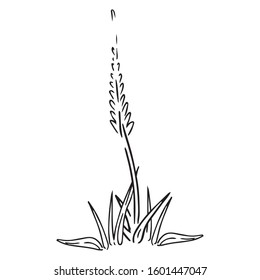 Grass, spikelet icon. Vector spring plant, grass. Hand drawn spike in the grass.