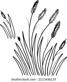 Grass with spikelets hand drawing. Plant, grass vector. Weeds illustration.