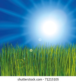 Grass and sunny sky
