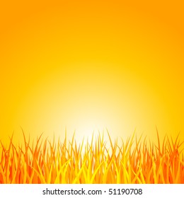 Grass at sunset. Vector.