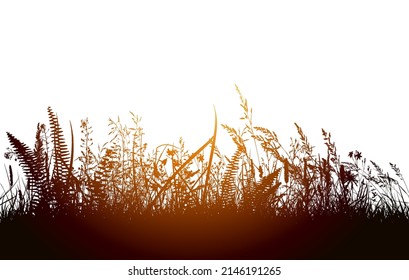 Grass at sunset. Vector illustration