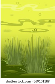grass swamp