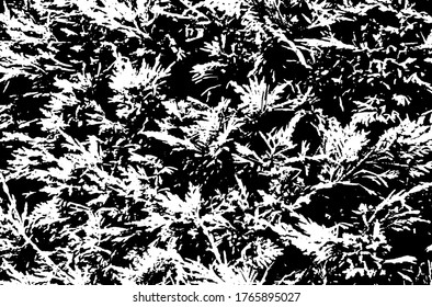 Grass texture. Nature background.Grunge texture. Grunge black and white vector overlay. Grungy grainy surface.