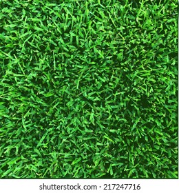 Grass Texture, Vector Illustration